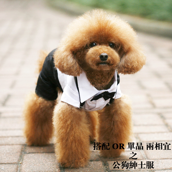 5Cgo 15992624658 春夏裝背帶小西裝泰迪狗狗衣服寵物結婚禮服 ZSJ04000